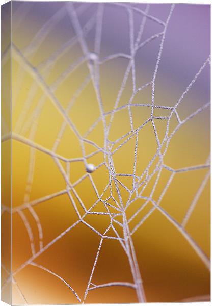 Frozen web Canvas Print by Martin Doheny