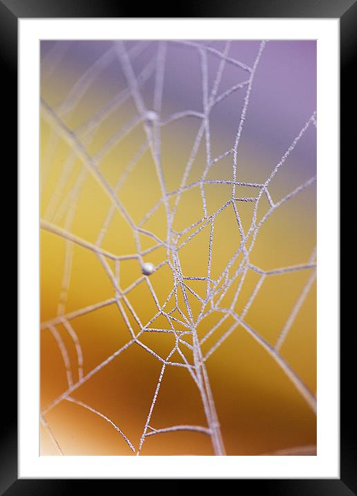 Frozen web Framed Mounted Print by Martin Doheny