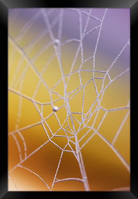 Frozen web Framed Print by Martin Doheny