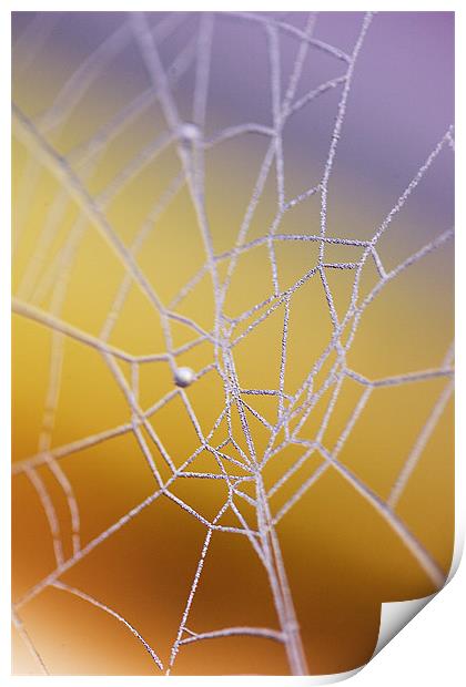 Frozen web Print by Martin Doheny