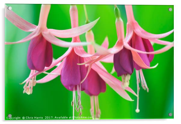 Trailing Fuchsia Acrylic by Chris Harris
