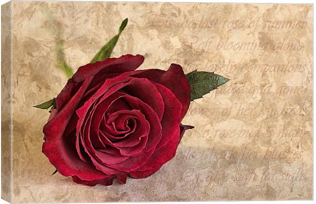 The last rose of summer Canvas Print by John Edwards