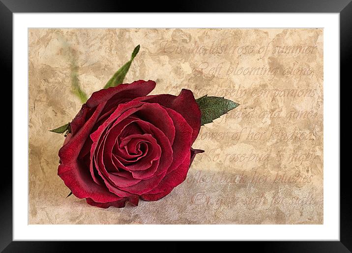 The last rose of summer Framed Mounted Print by John Edwards