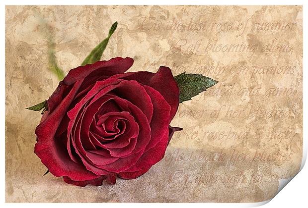The last rose of summer Print by John Edwards