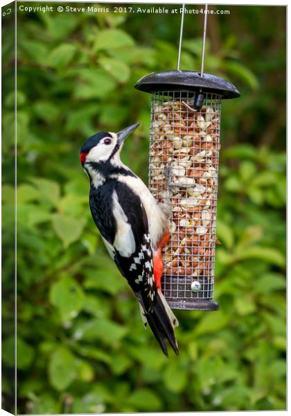 Great Spotted Woodpecker Canvas Print by Steve Morris
