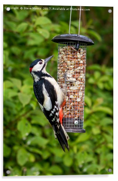 Great Spotted Woodpecker Acrylic by Steve Morris
