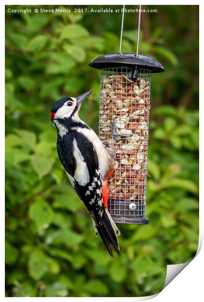Great Spotted Woodpecker Print by Steve Morris