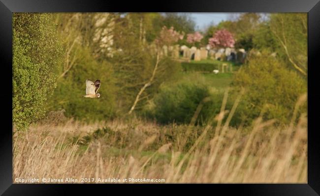 Short Eared Owl On It's Evening Flight Path! Framed Print by James Allen