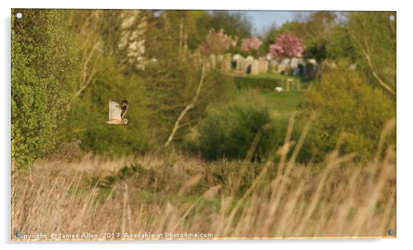 Short Eared Owl On It's Evening Flight Path! Acrylic by James Allen