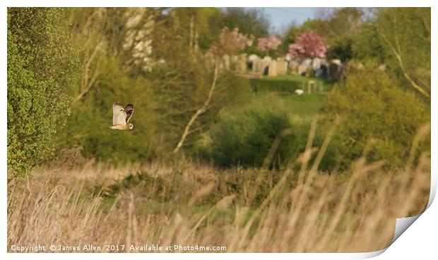 Short Eared Owl On It's Evening Flight Path! Print by James Allen