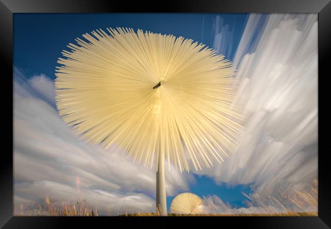Sun Flower Framed Print by Gareth Burge Photography