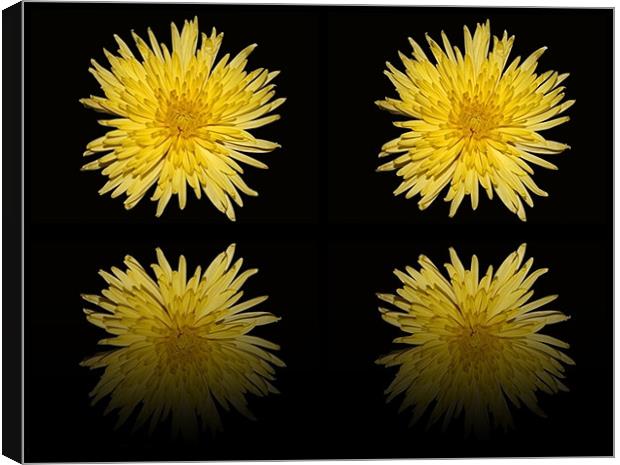 Bloom Chrysanthemum double reflection Canvas Print by Donna Collett
