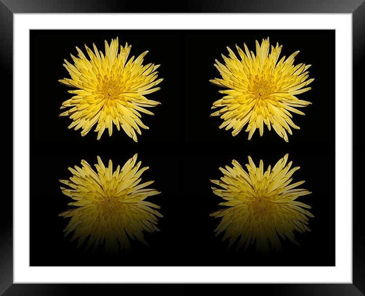 Bloom Chrysanthemum double reflection Framed Mounted Print by Donna Collett