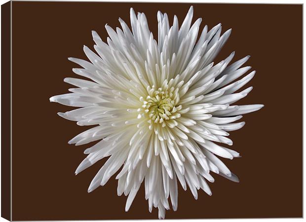 Bloom Chrysanthemum Canvas Print by Donna Collett