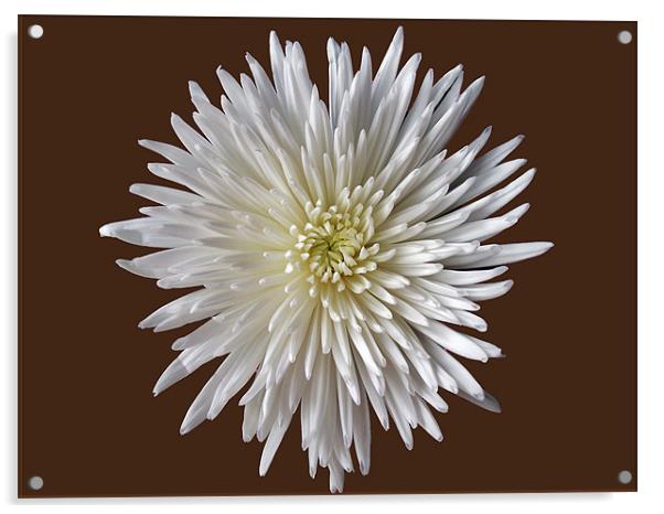 Bloom Chrysanthemum Acrylic by Donna Collett