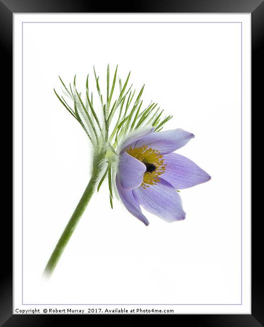 Pasque Flower Framed Print by Robert Murray