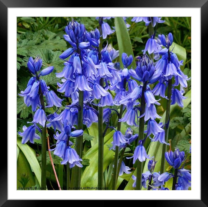 Bluebells Framed Mounted Print by Jane Metters