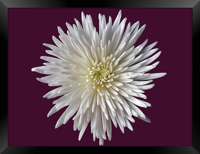 White Bloom Chrysanthemum Framed Print by Donna Collett