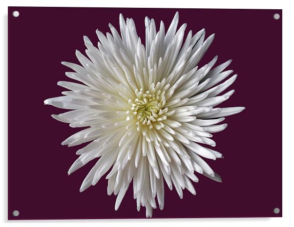 White Bloom Chrysanthemum Acrylic by Donna Collett