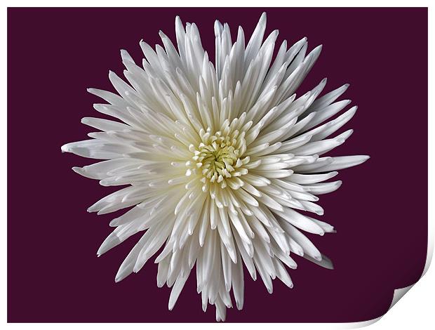 White Bloom Chrysanthemum Print by Donna Collett