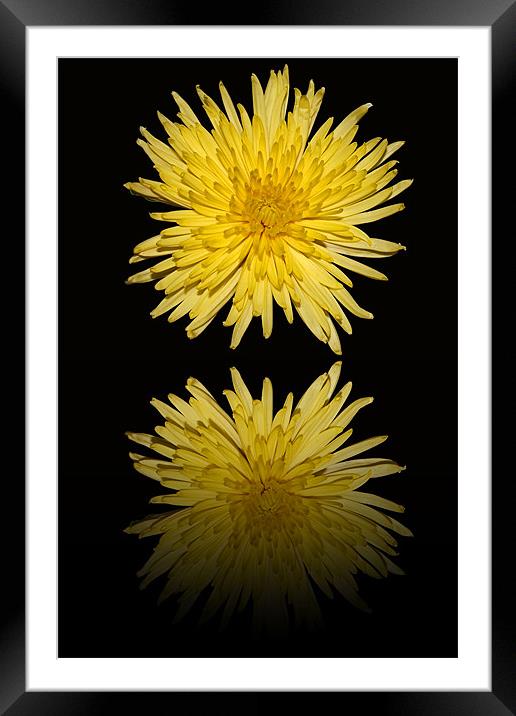 Yellow Bloom  Chrysanthemum - Reflection Framed Mounted Print by Donna Collett