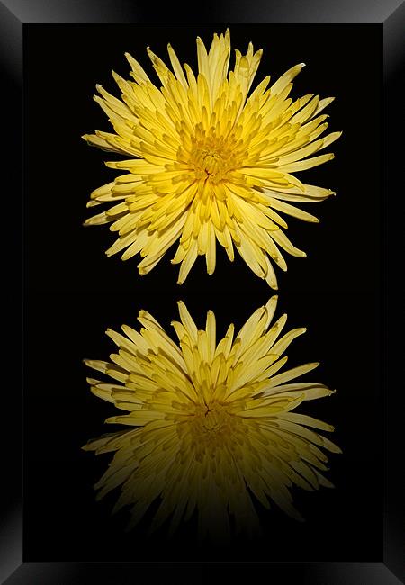 Yellow Bloom  Chrysanthemum - Reflection Framed Print by Donna Collett