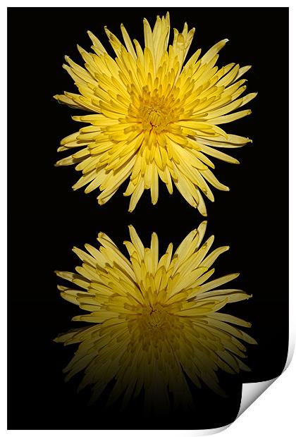 Yellow Bloom  Chrysanthemum - Reflection Print by Donna Collett