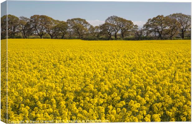 Wirral Rapeseed Beauty  Canvas Print by David Chennell