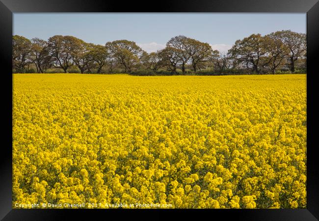 Wirral Rapeseed Beauty  Framed Print by David Chennell