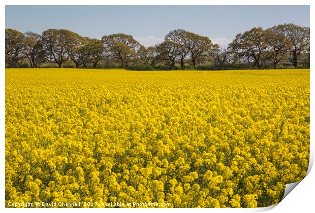 Wirral Rapeseed Beauty  Print by David Chennell