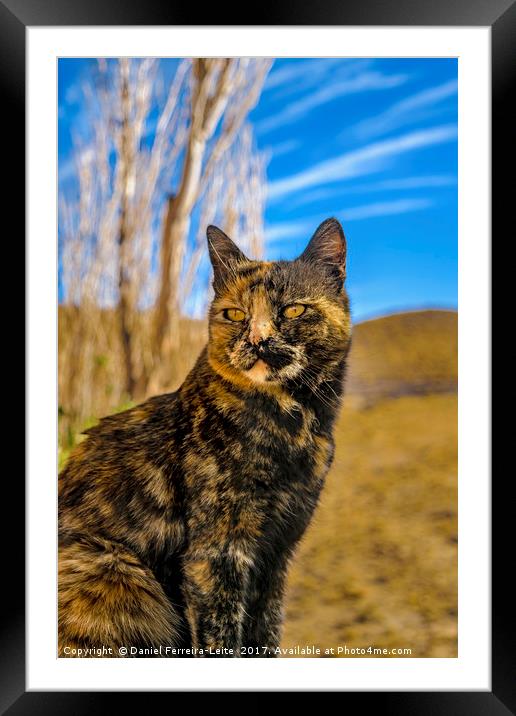 Cat Sit at Ground Framed Mounted Print by Daniel Ferreira-Leite