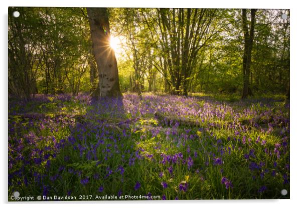 Howe Park Bluebells Acrylic by Dan Davidson