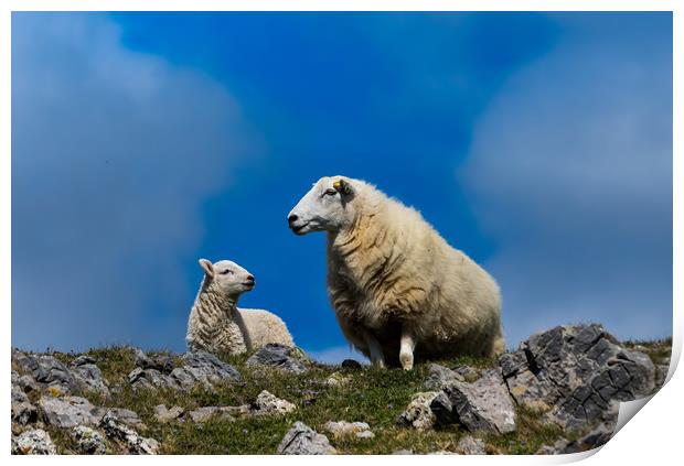 Sheep - Mother and Baby Lamb. Print by Colin Allen