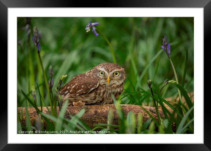 Little Owl Athene noctua Wales Framed Mounted Print by Sorcha Lewis