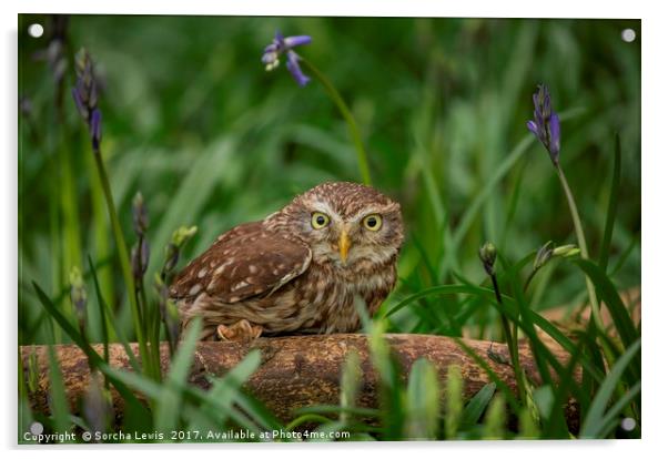 Little Owl Athene noctua Wales Acrylic by Sorcha Lewis