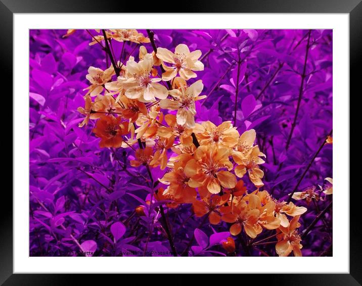 Vibrant Blossom Framed Mounted Print by Jane Metters