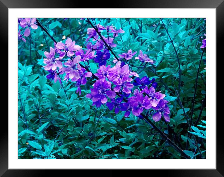 Purple and Green Framed Mounted Print by Jane Metters