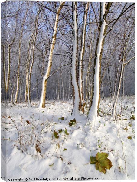 Early Snow in Woods Near Gittisham, Devon Canvas Print by Paul F Prestidge