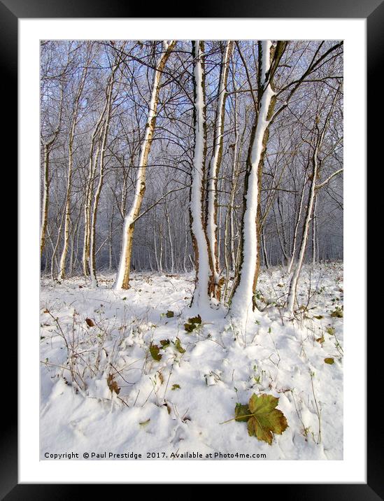 Early Snow in Woods Near Gittisham, Devon Framed Mounted Print by Paul F Prestidge