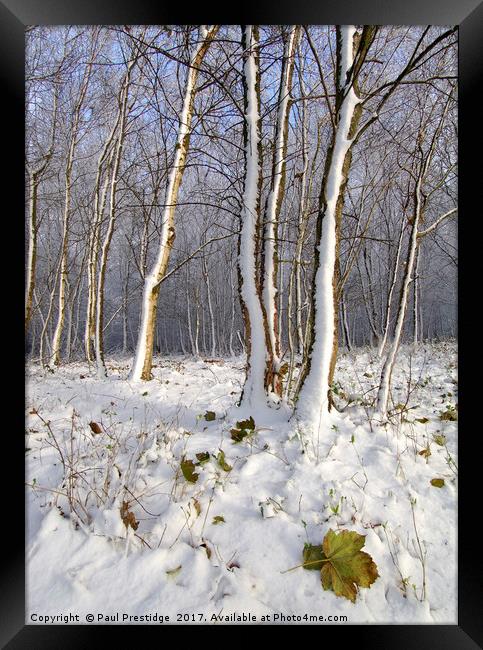 Early Snow in Woods Near Gittisham, Devon Framed Print by Paul F Prestidge