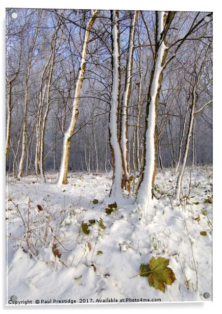 Early Snow in Woods Near Gittisham, Devon Acrylic by Paul F Prestidge