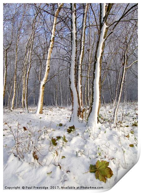 Early Snow in Woods Near Gittisham, Devon Print by Paul F Prestidge