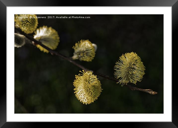 fluffy willow blossom Framed Mounted Print by Jo Beerens