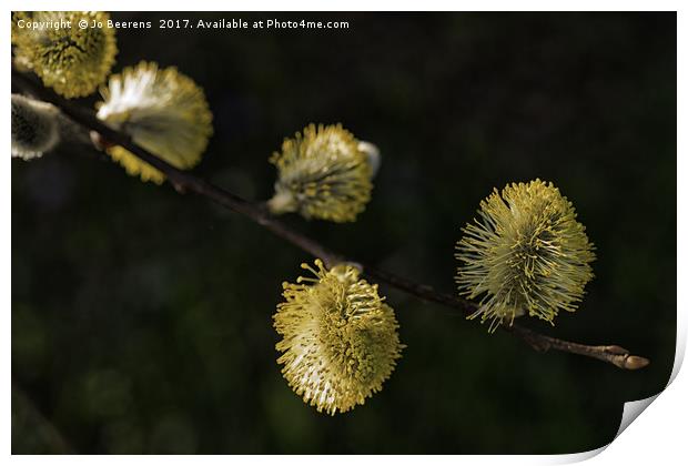 fluffy willow blossom Print by Jo Beerens