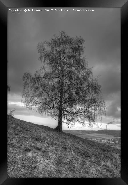 hillside birch tree Framed Print by Jo Beerens