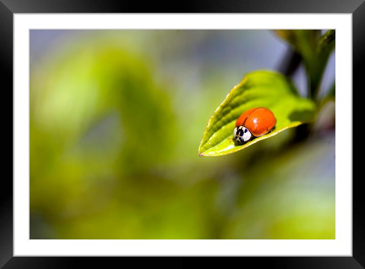 red ladybug sitting on green leaf Framed Mounted Print by Olena Ivanova