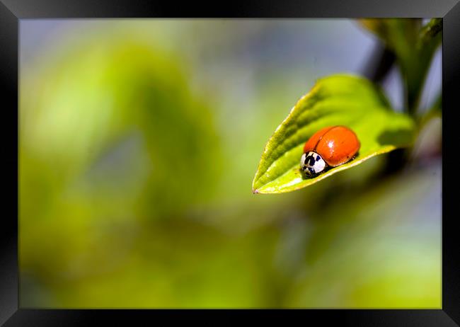 red ladybug sitting on green leaf Framed Print by Olena Ivanova