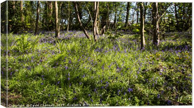 Burton Mere Bluebell Wood Canvas Print by David Chennell