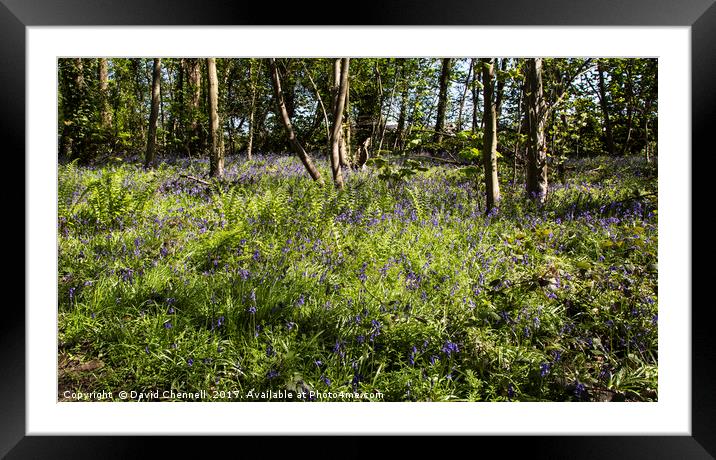 Burton Mere Bluebell Wood Framed Mounted Print by David Chennell