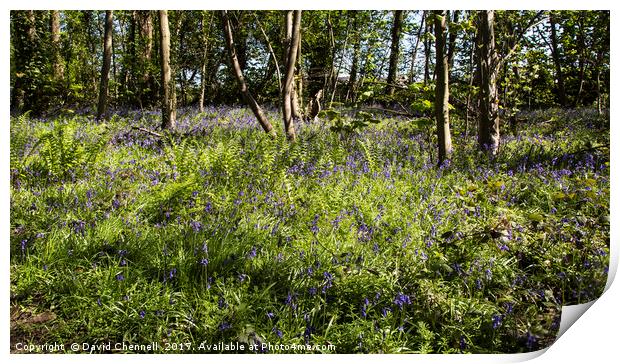 Burton Mere Bluebell Wood Print by David Chennell